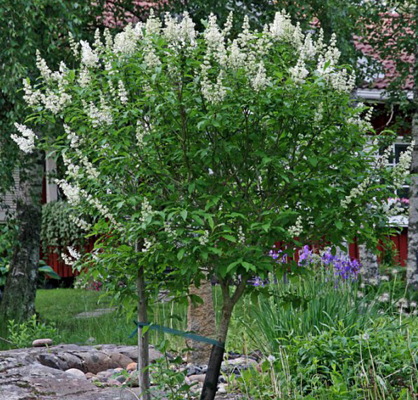 Сирень Генри 'Таммелан Каунотар' (белая)